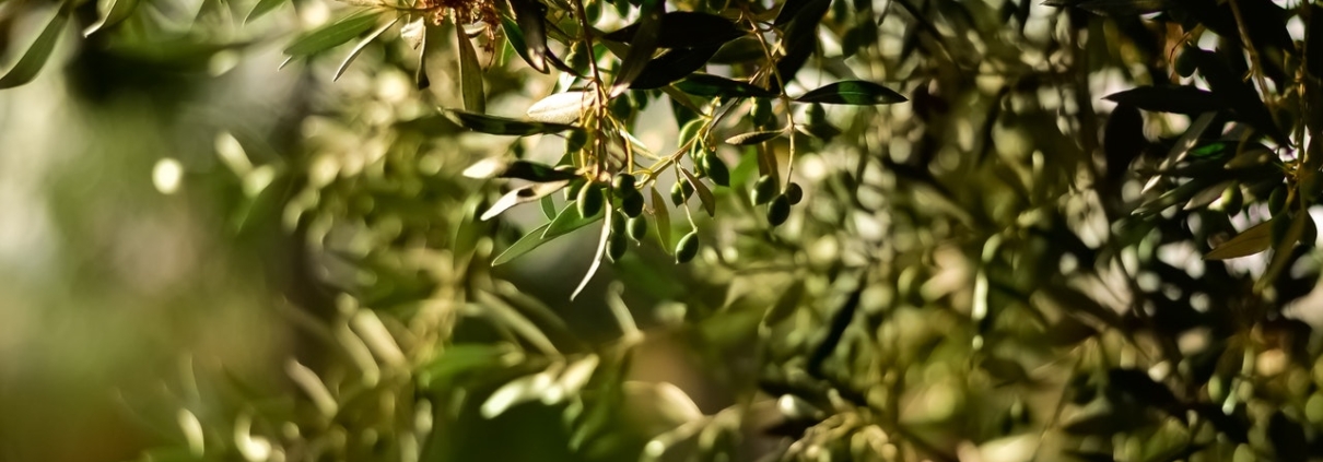 raccolta olive